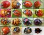 Beetle: Harlequin Ladybird (Harmonia axyridis)